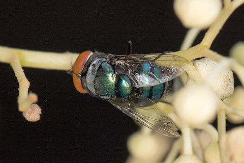 Oriental Blowfly (Chrysomya megacephala) (Chrysomya megacephala)